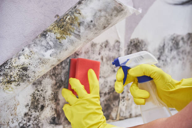 Mold Odor Removal Services in Rockaway Beach, OR